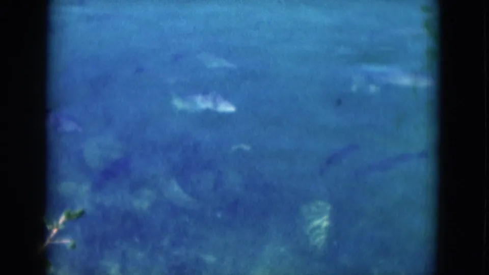 1975 Florida 8mm underwater frame showing small pale fish-like shapes in blue water with visible grain and color fading.