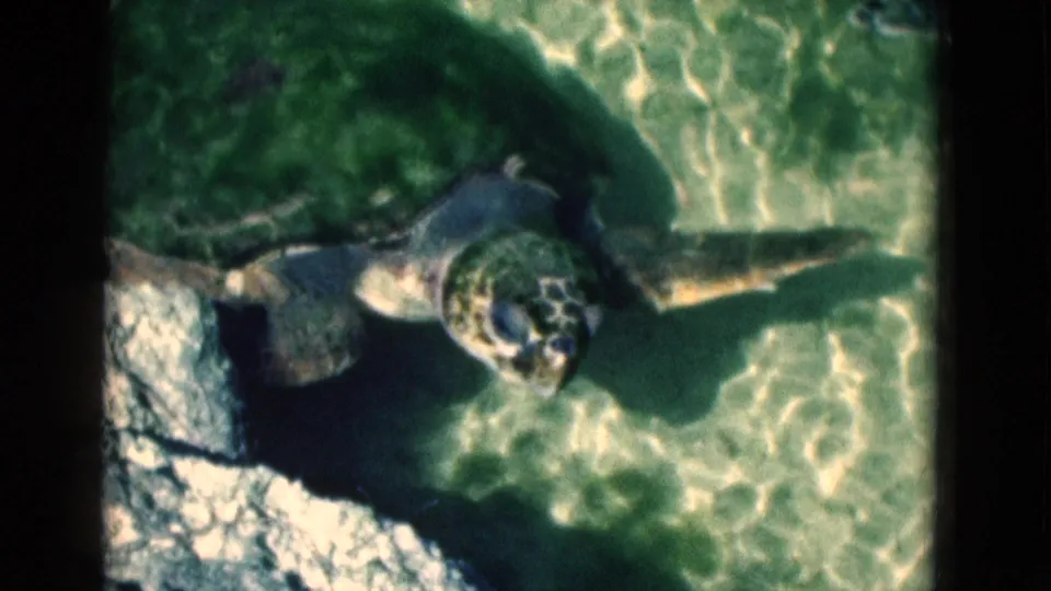 1975 Florida 8mm frame showing a sea turtle near rocks and bright rippled water on a shallow seabed.
