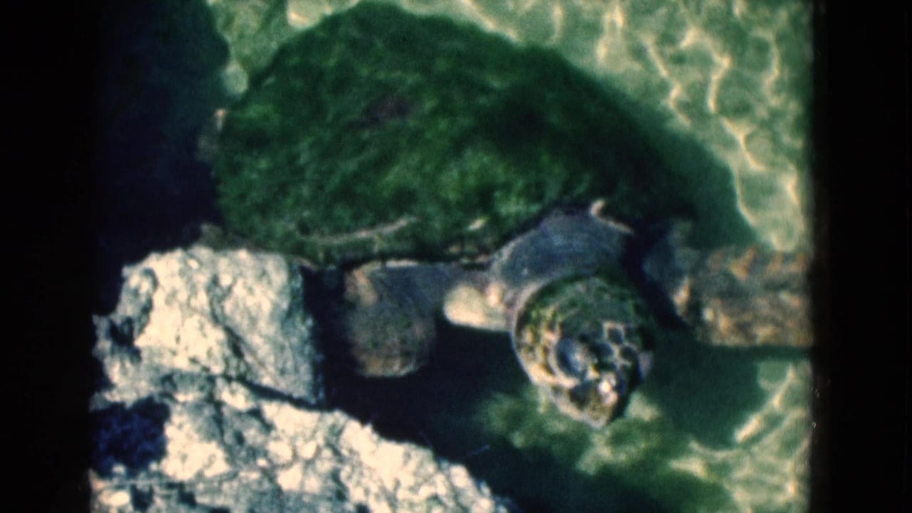 Sea turtle swimming near pale rocks in shallow green-blue water.