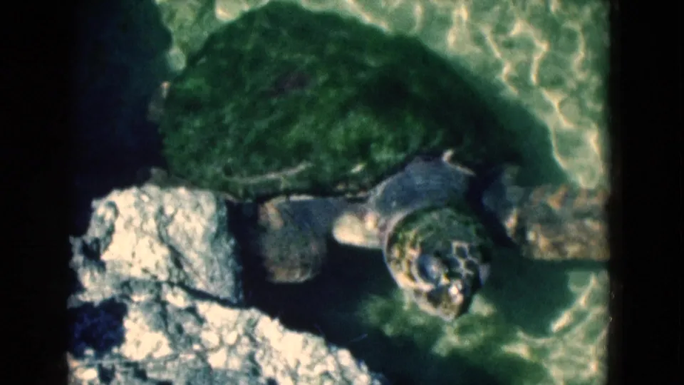 1975 Florida 8mm frame of a sea turtle moving near pale rocks through sunlit green-blue water.