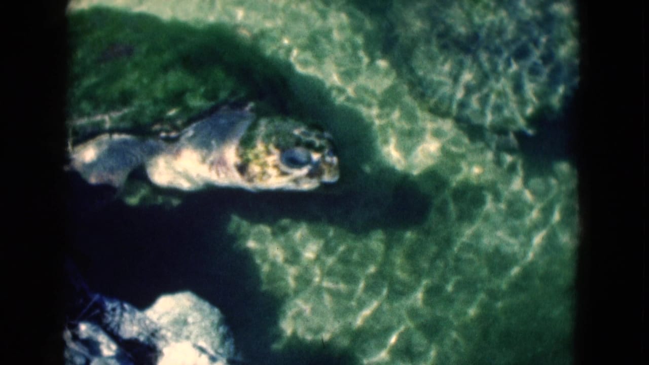 1975 Florida 8mm frame showing a sea turtle from above in clear shallow water near rocky forms.