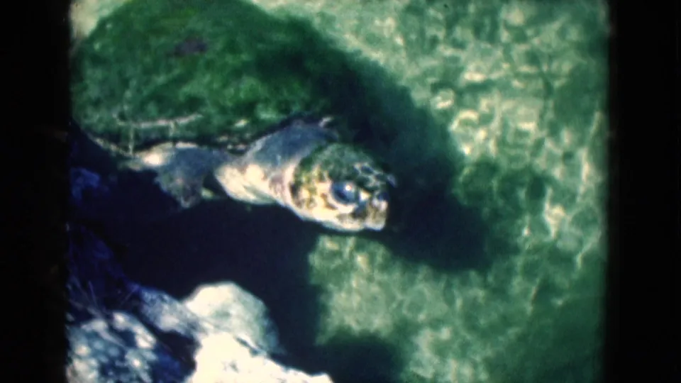 1975 Florida 8mm frame of a sea turtle swimming past darker rock and bright rippled water.