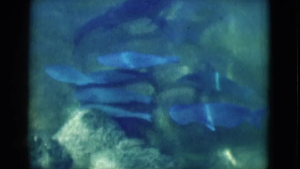 1975 Florida 8mm frame showing several blue fish gliding through dim green-blue underwater light.