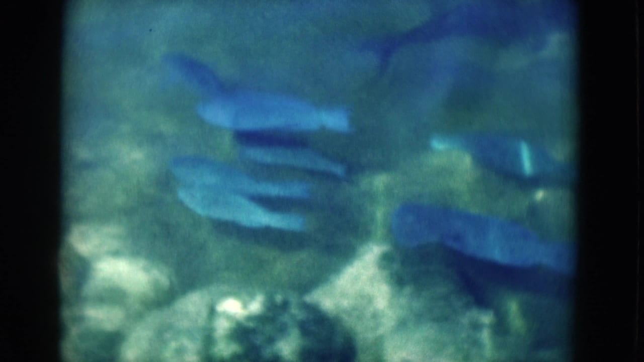 1975 Florida 8mm frame showing dolphins moving underwater through blue-green water, softened by film grain and color shift.