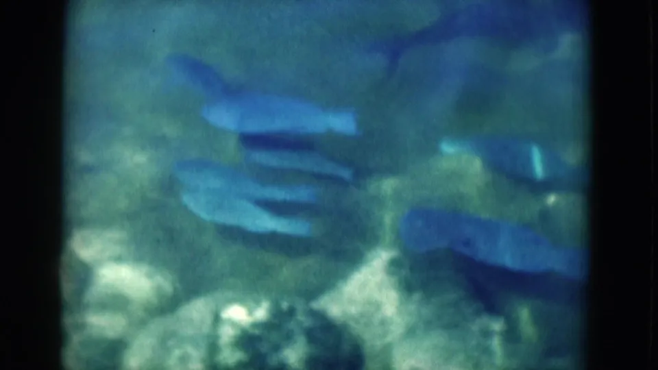1975 Florida 8mm frame showing dolphins moving underwater through blue-green water, softened by film grain and color shift.