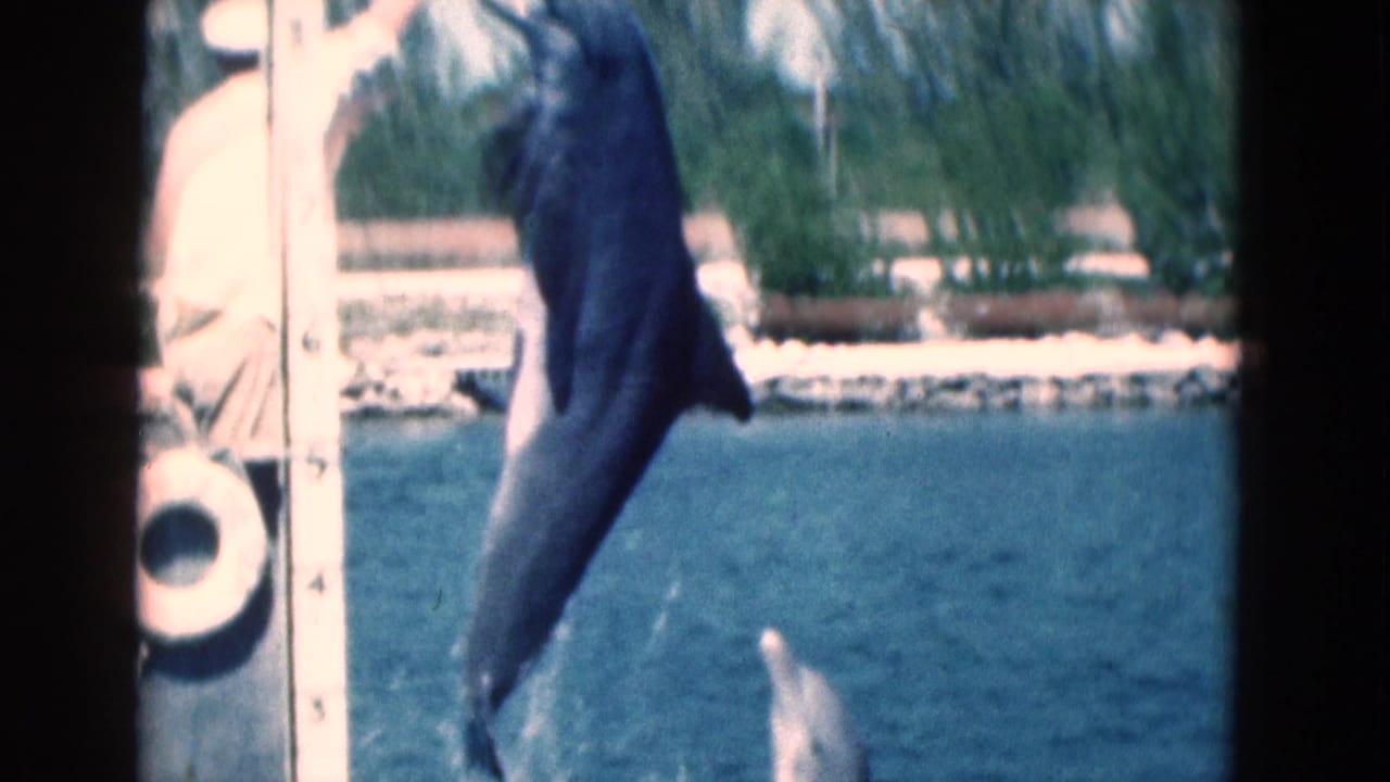 A dolphin rises near a dock while a person stands close by at the water's edge.