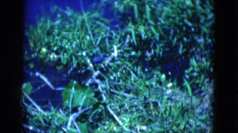 1975 Florida 8mm frame showing dense green plants, pale branches, and dark blue water or shadowed wet ground.