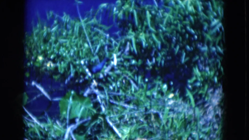 1975 Florida 8mm frame of dense coastal vegetation with tangled branches and dark blue water or shadowed ground below.