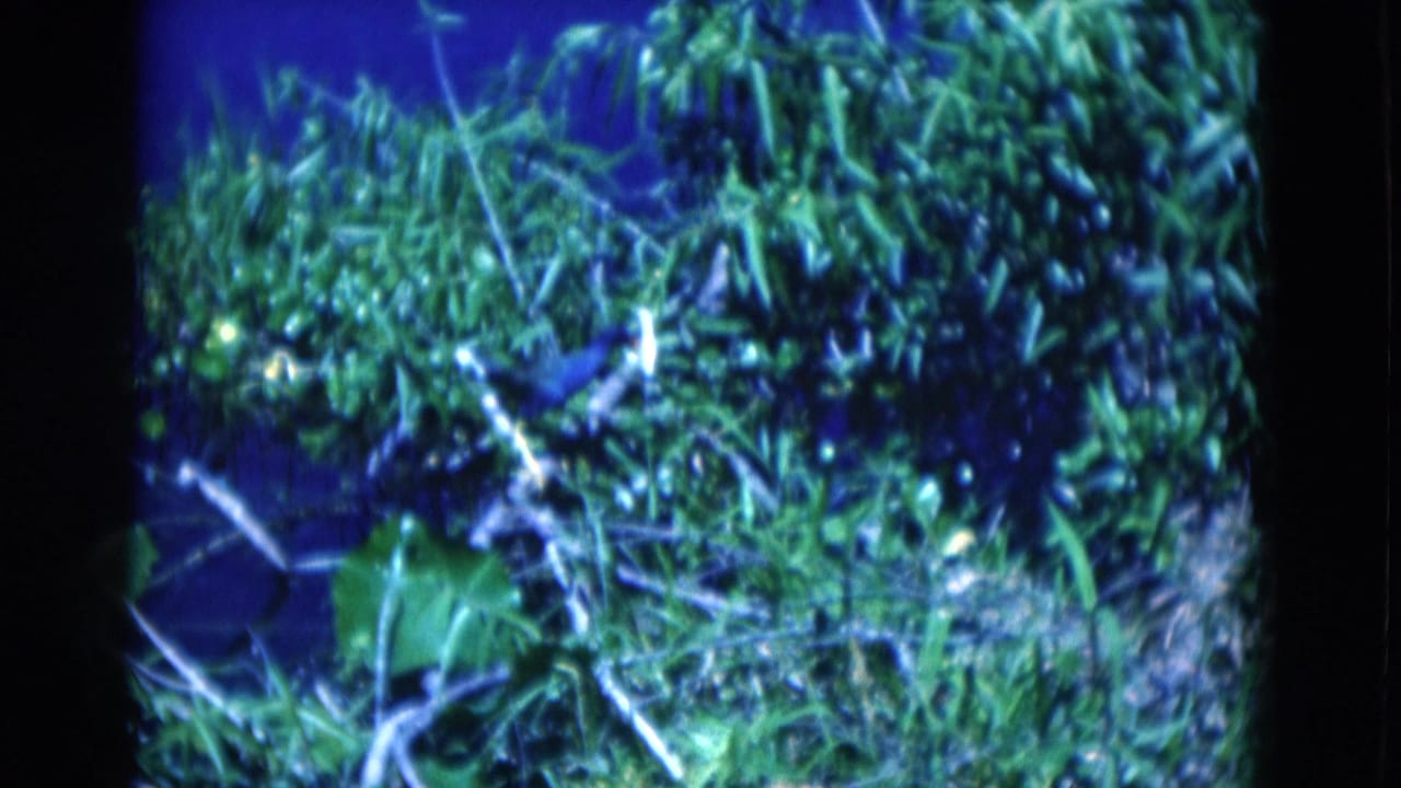White wading bird partly obscured by green pondside vegetation.