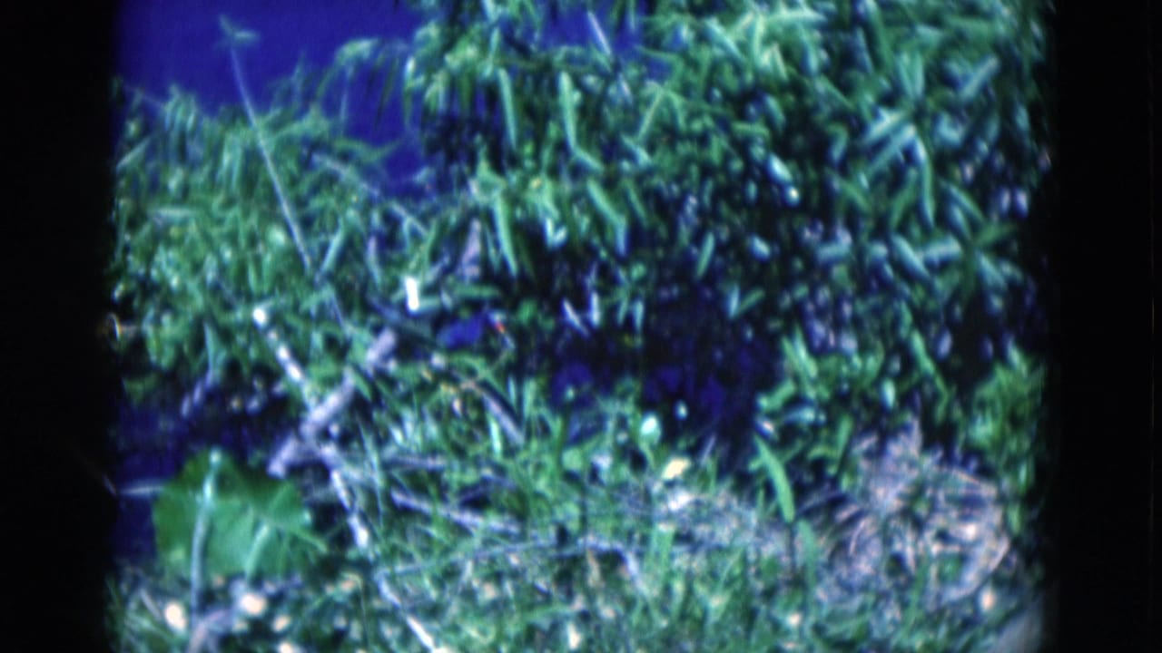 1975 Florida home-movie frame with a white wading bird visible beside tangled shoreline plants.
