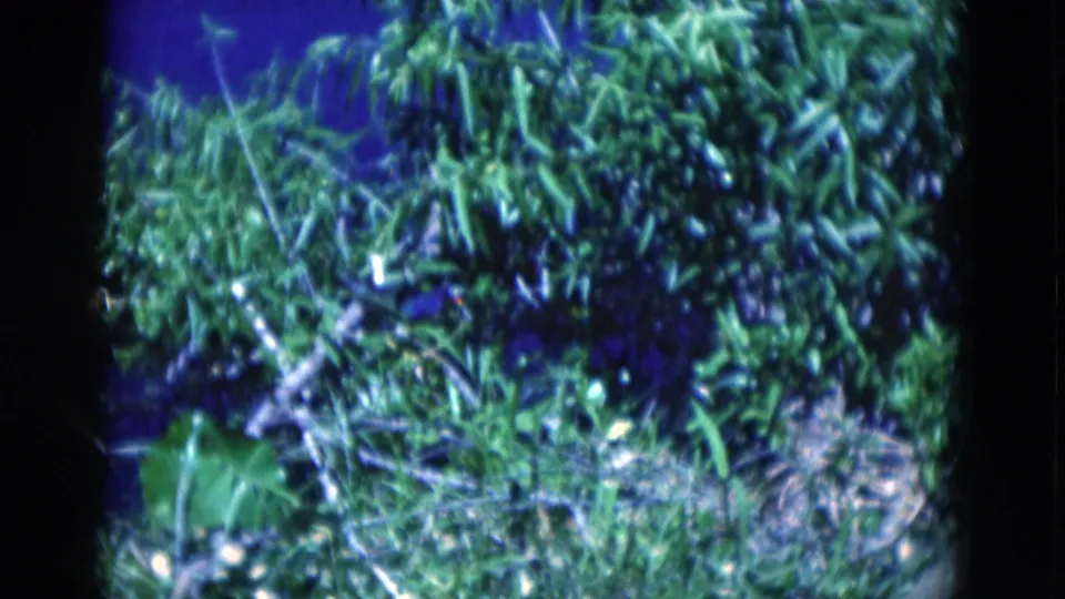 1975 Florida home-movie frame with a white wading bird visible beside tangled shoreline plants.