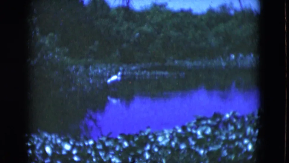 Soft 8mm view of a Florida pond with a white wading bird across the water and foliage in the foreground.