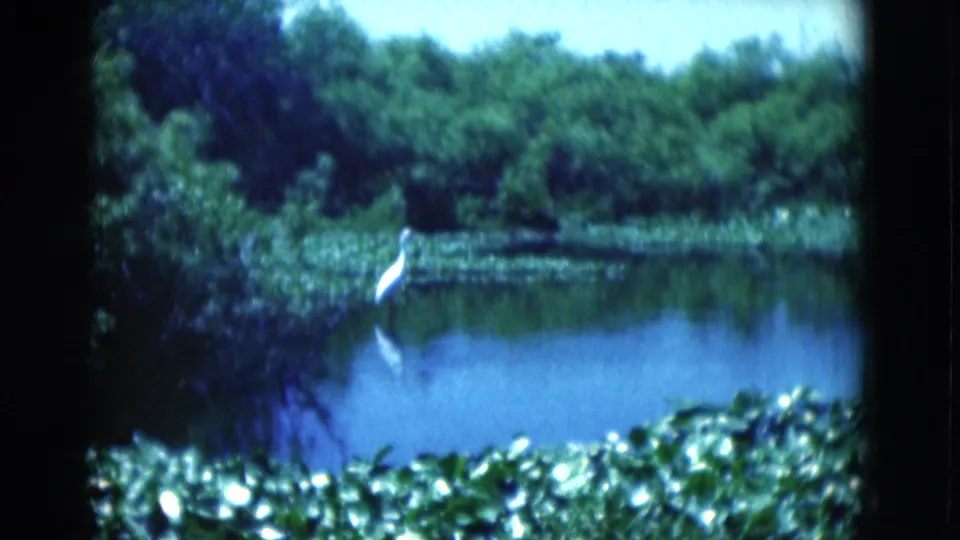 1975 Florida 8mm frame showing a white wading bird at the pond edge with trees and reflected water behind it.