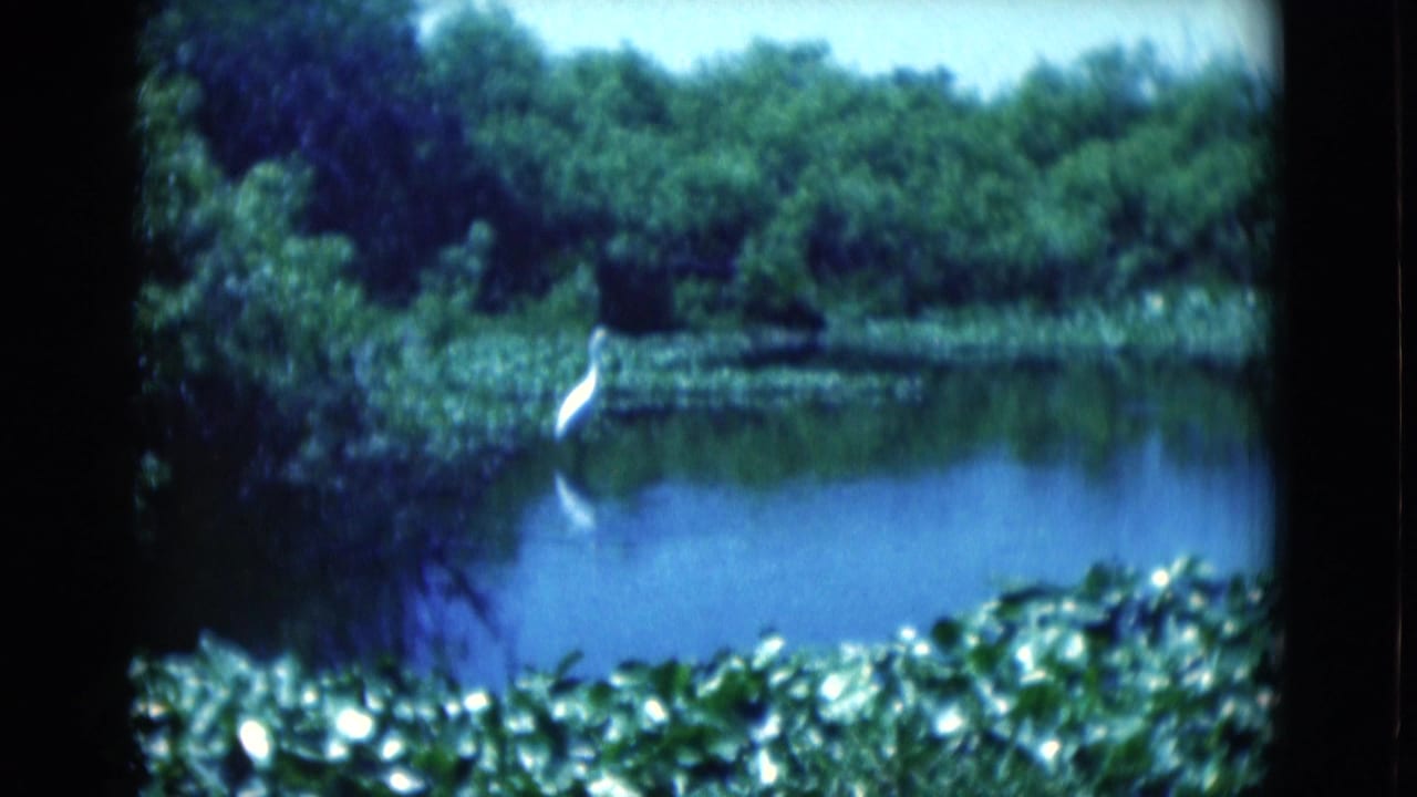 White wading bird standing at the edge of a pond with green foliage and floating plants.