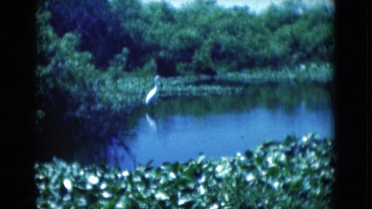 A white wading bird remains near the pond edge in this Florida home-movie frame, surrounded by water, foliage, and floating plants.