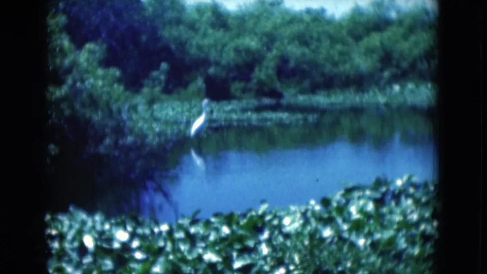 A white wading bird remains near the pond edge in this Florida home-movie frame, surrounded by water, foliage, and floating plants.