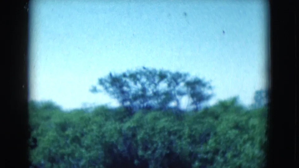 The camera frames Florida greenery and a broad tree silhouette, with no bird visible in this soft 8mm home-movie shot.