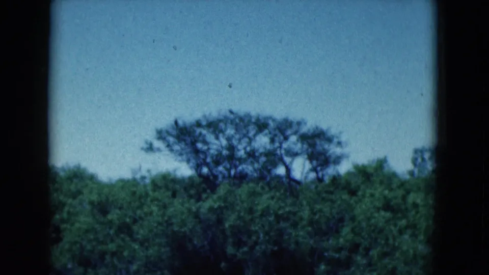 A late-frame view shows Florida vegetation and a large tree against pale sky, with the pond and bird no longer visible.