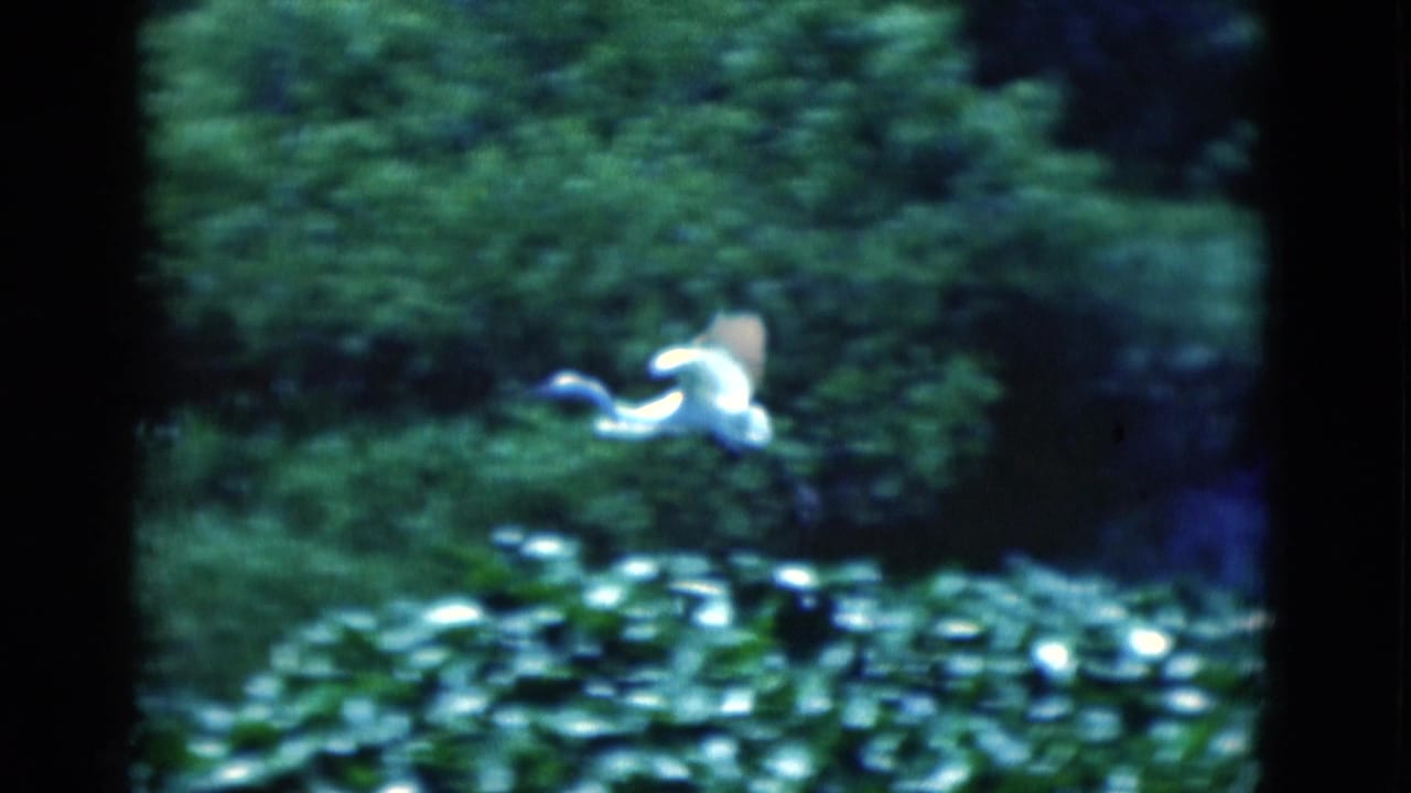 A white wading bird flies low across a Florida pond bordered by lily pads and dense green marsh growth.