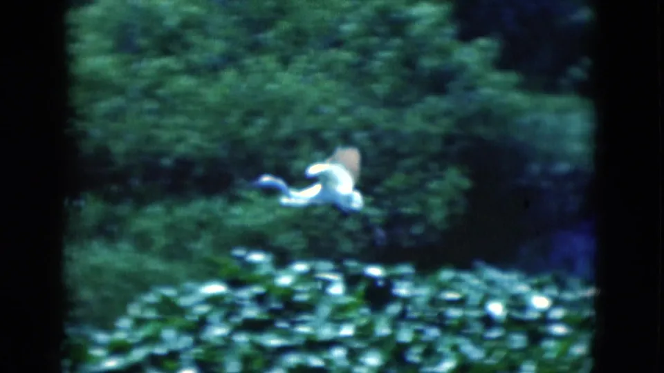 A white wading bird flies low across a Florida pond bordered by lily pads and dense green marsh growth.
