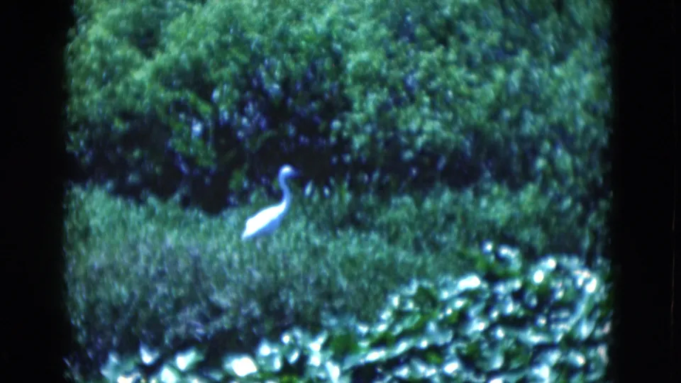 A white wading bird stands or descends near Florida marsh vegetation, with lily pads and dense greenery filling the frame.