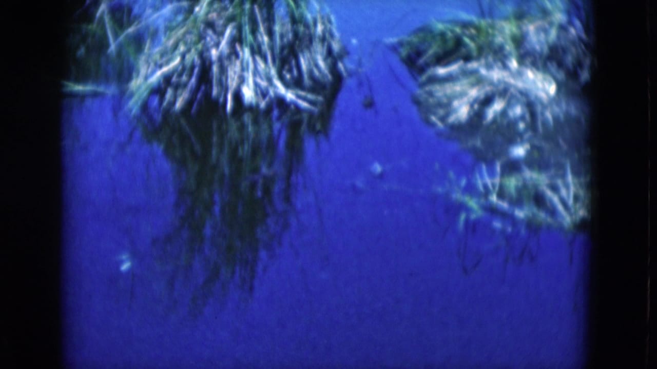 Blue underwater view with green aquatic plants near the top of the frame.