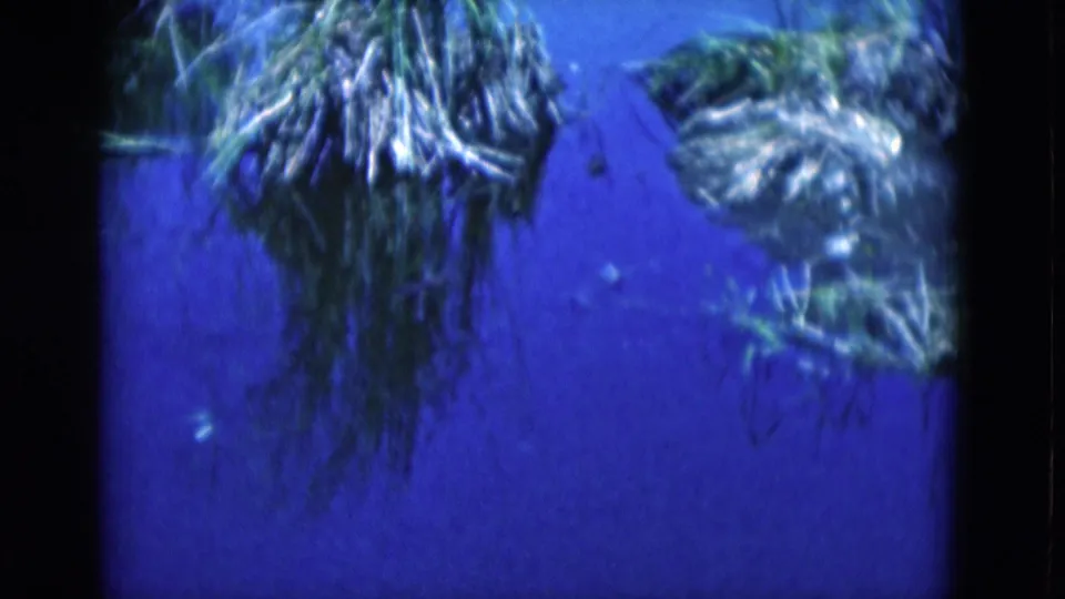 1975 Florida 8mm frame showing green aquatic plants suspended in deep blue water.