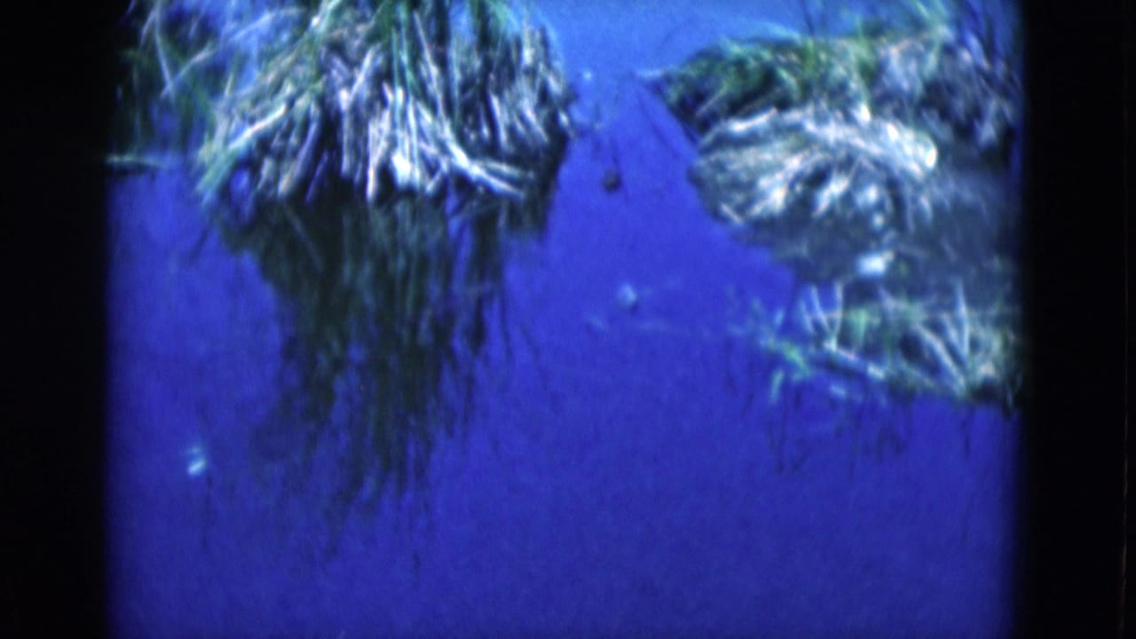 Blue underwater 8mm view with green plant matter near the top edge, consistent with the Florida home-movie clip.