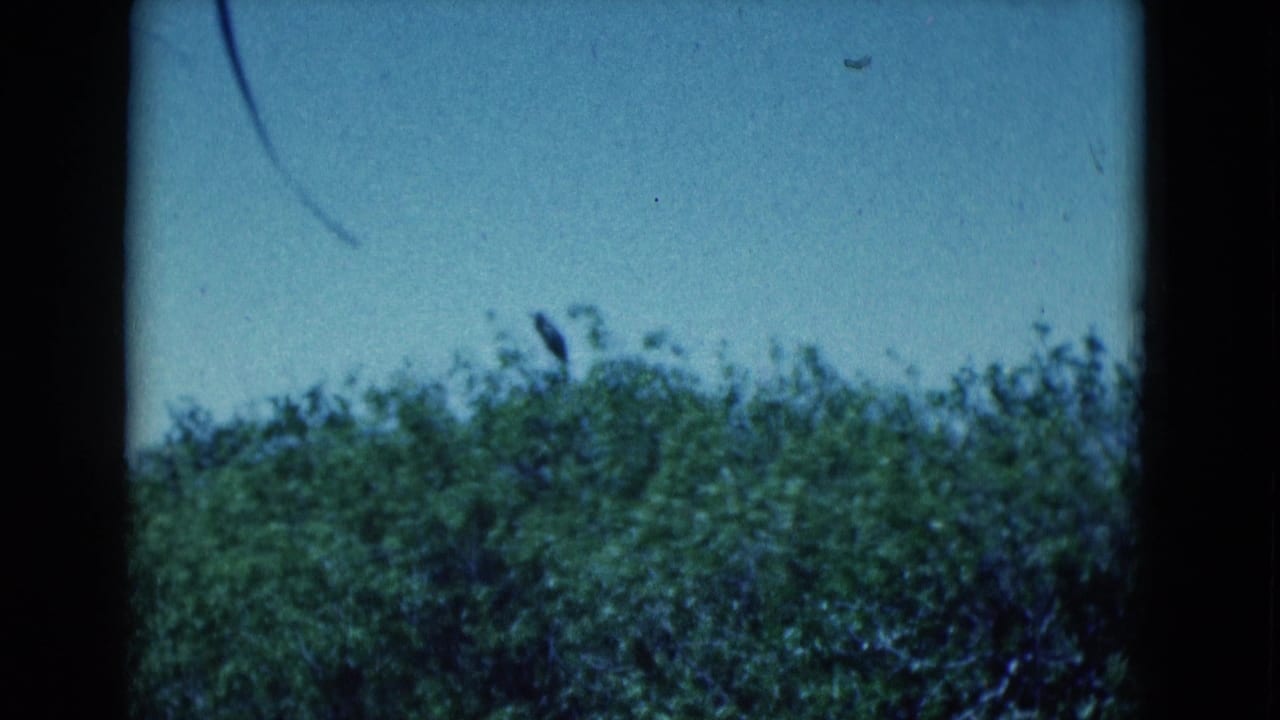 1975 Florida 8mm frame showing blue sky above a dense green treetop line, with soft focus and visible film gate edges.