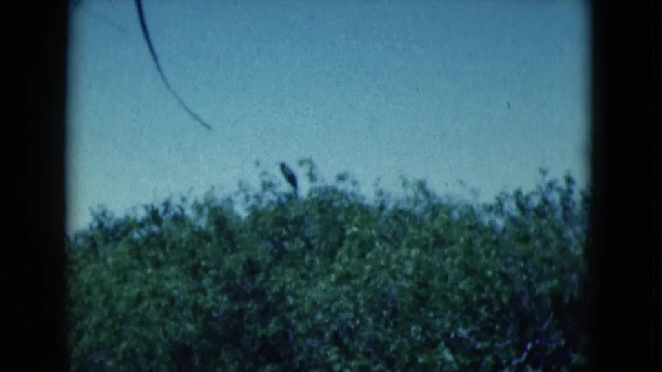 1975 Florida 8mm view of treetops against clear blue sky, with a small bird-like shape near the upper foliage.