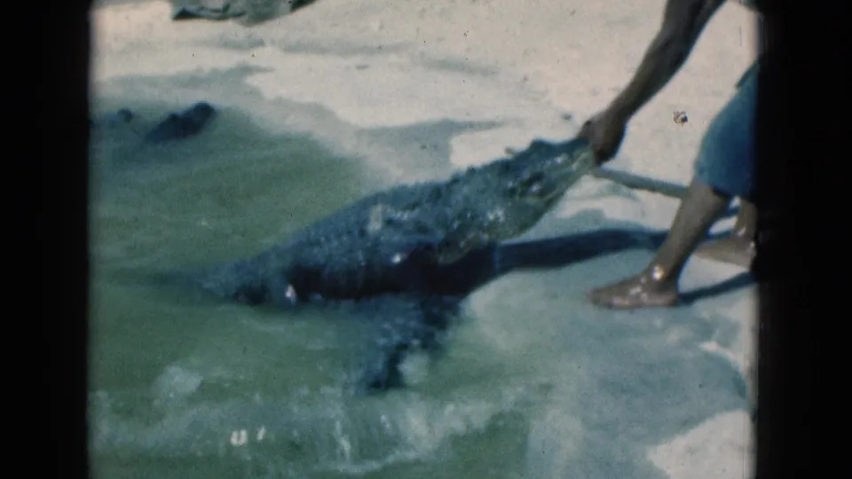 1975 Florida zoo frame of a crocodile in shallow water as an adult reaches toward the animal from the bank.