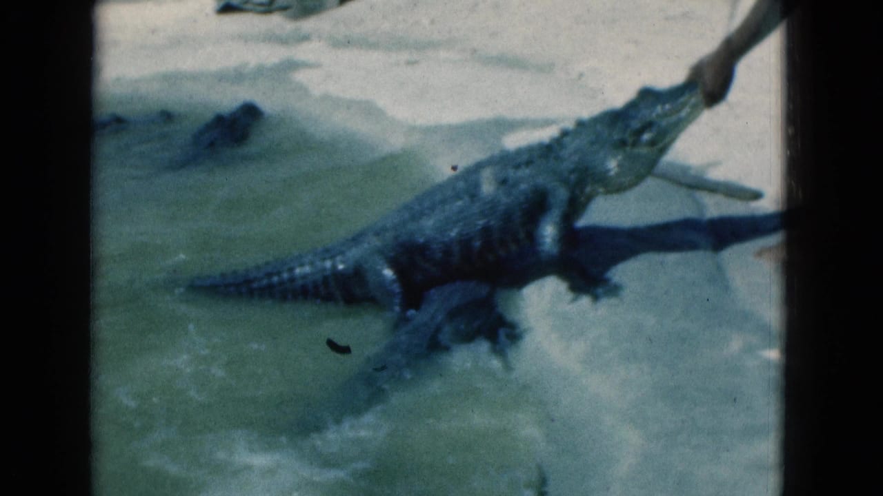 Alligator emerging from shallow water as a person reaches toward its head on a sandy shore.