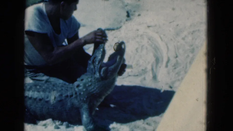 1975 Florida 8mm frame showing a man crouched beside a large alligator, holding its jaws open on a bright sandy surface.