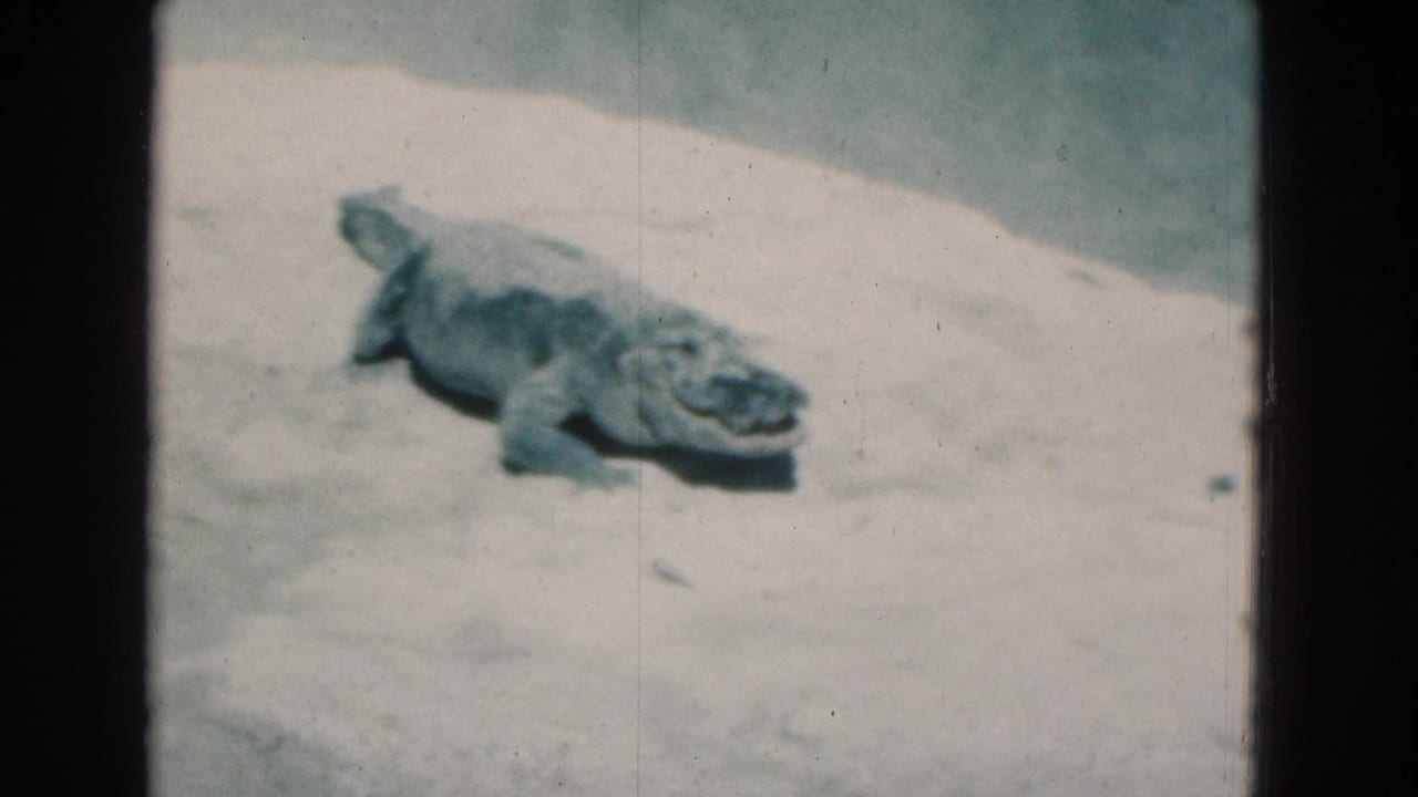 A small alligator or crocodile rests on sandy ground in the Florida 1975 8mm clip, with its body and head clearly visible.