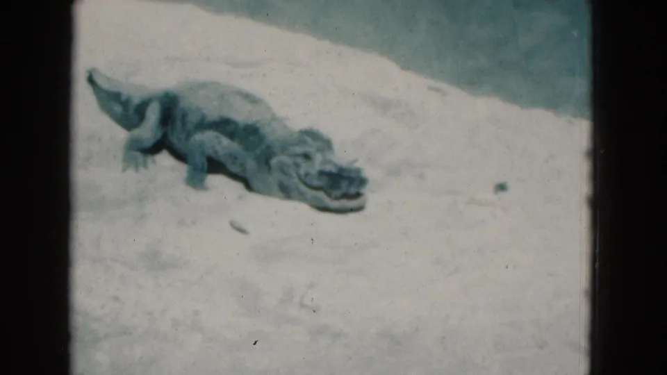 The small alligator or crocodile appears on pale sand in a 1975 Florida home movie, with legs, tail, and textured body visible.