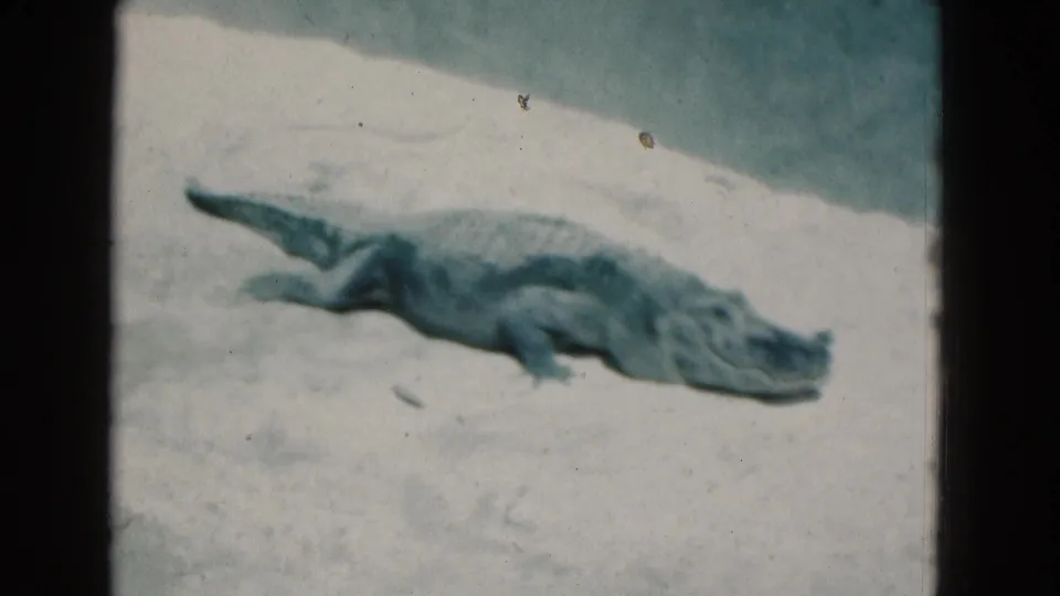 A small alligator or crocodile lies stretched out on sand in the final 1975 Florida 8mm frame, with its tail and head visible.