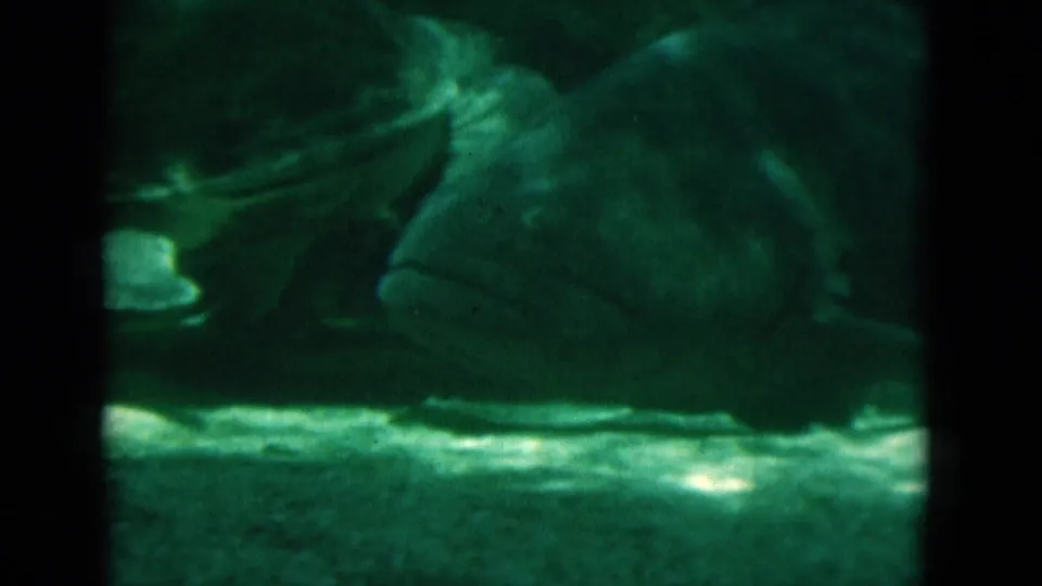 Green-lit aquarium view from 1975 8mm footage, with a large fish close to the glass and tank textures visible.