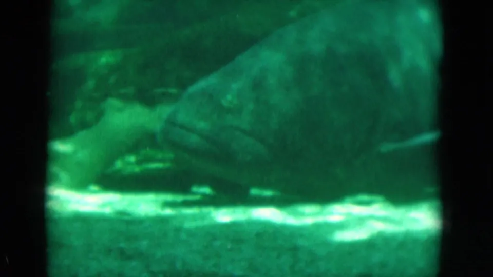 1975 Florida 8mm aquarium frame with a large fish moving through green water near rocks or tank surfaces.