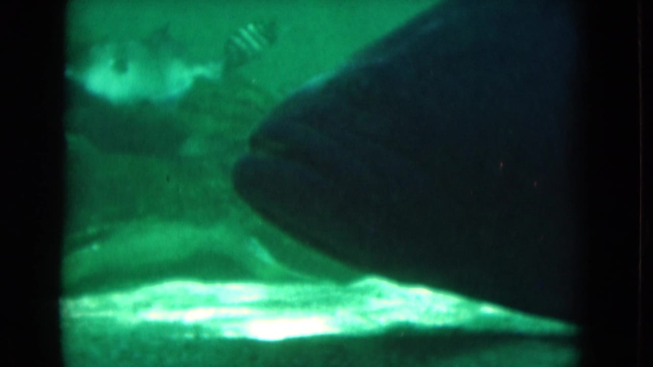1975 Florida 8mm underwater frame showing a large dark fish passing near the camera in murky green water.