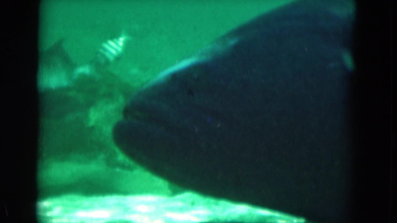 Large fish body near the right side of green underwater frame with smaller fish behind.