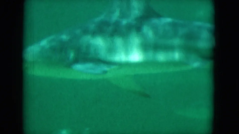 1975 Florida 8mm frame showing a side view of a fish swimming through green, softly focused underwater footage.