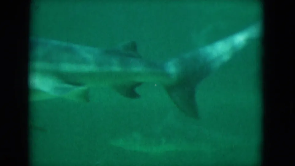 1975 Florida underwater frame showing a fish swimming away, with its tail and body visible against green water.