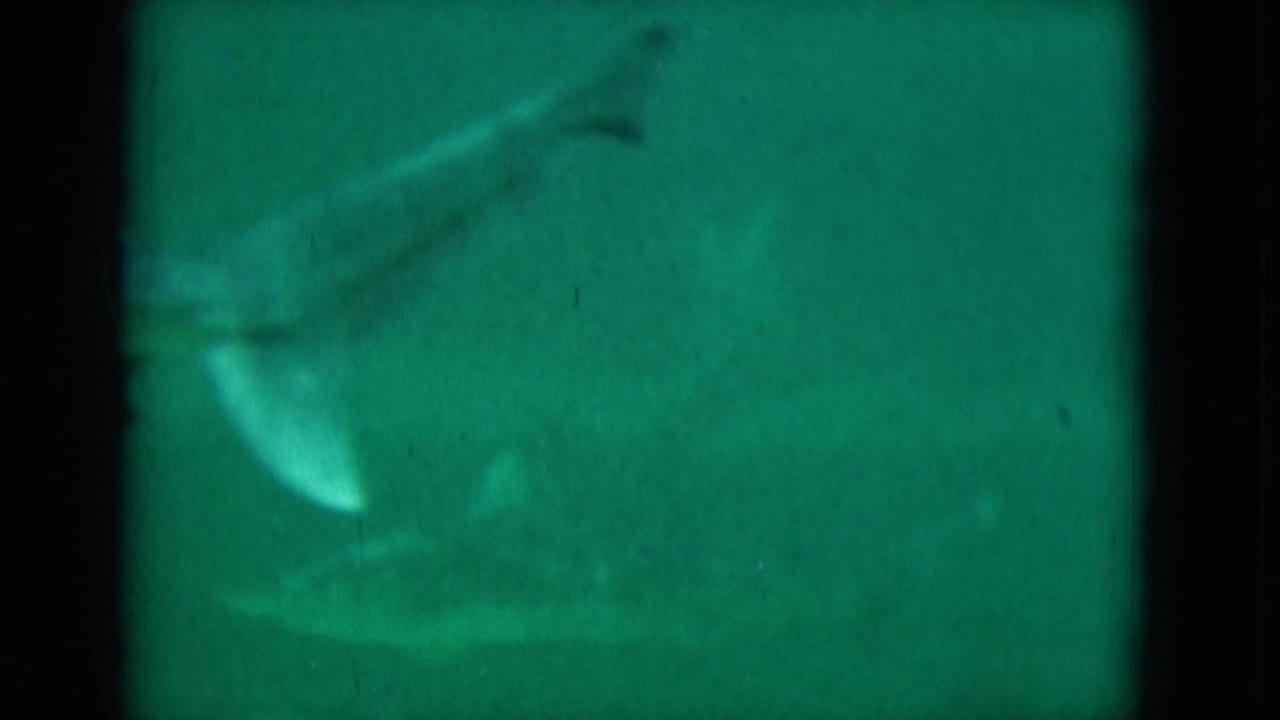 Large fish form in green underwater footage with dark 8mm frame edges.
