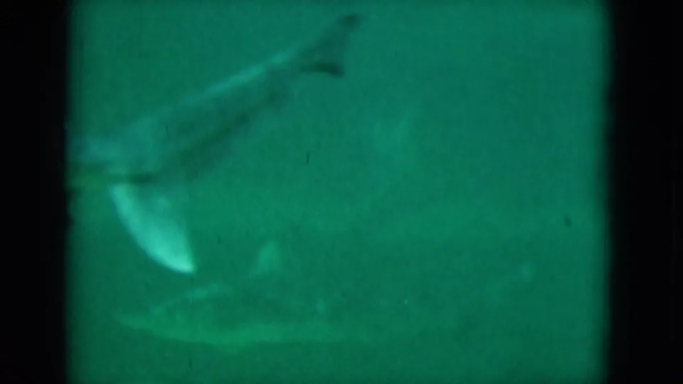 1975 Florida 8mm underwater frame showing a soft, green-tinted large fish or dolphin-like form near the left side.