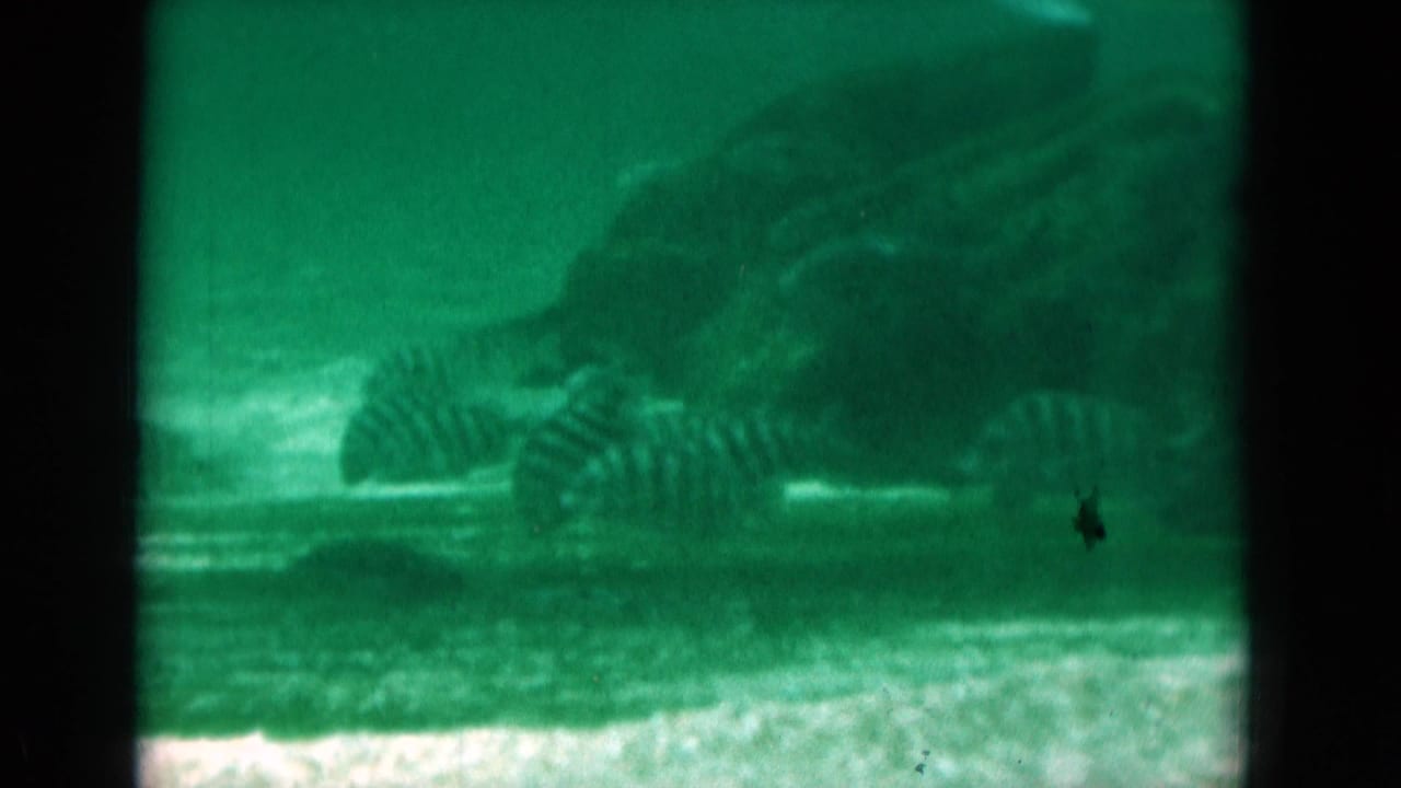 1975 Florida 8mm underwater frame showing striped fish near the seafloor with a larger dark marine shape in the background.