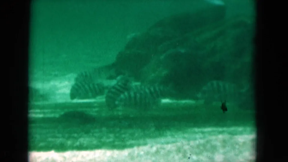 1975 Florida 8mm underwater frame showing striped fish near the seafloor with a larger dark marine shape in the background.