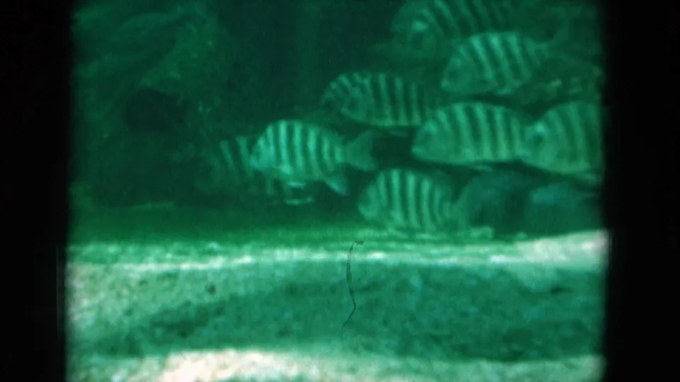 1975 Florida 8mm underwater frame showing a clustered school of striped fish moving close to the sandy bottom.