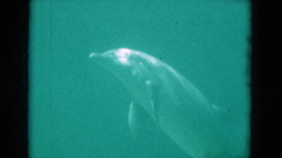 1975 Florida 8mm underwater frame showing a dolphin-like marine mammal gliding through soft green water.