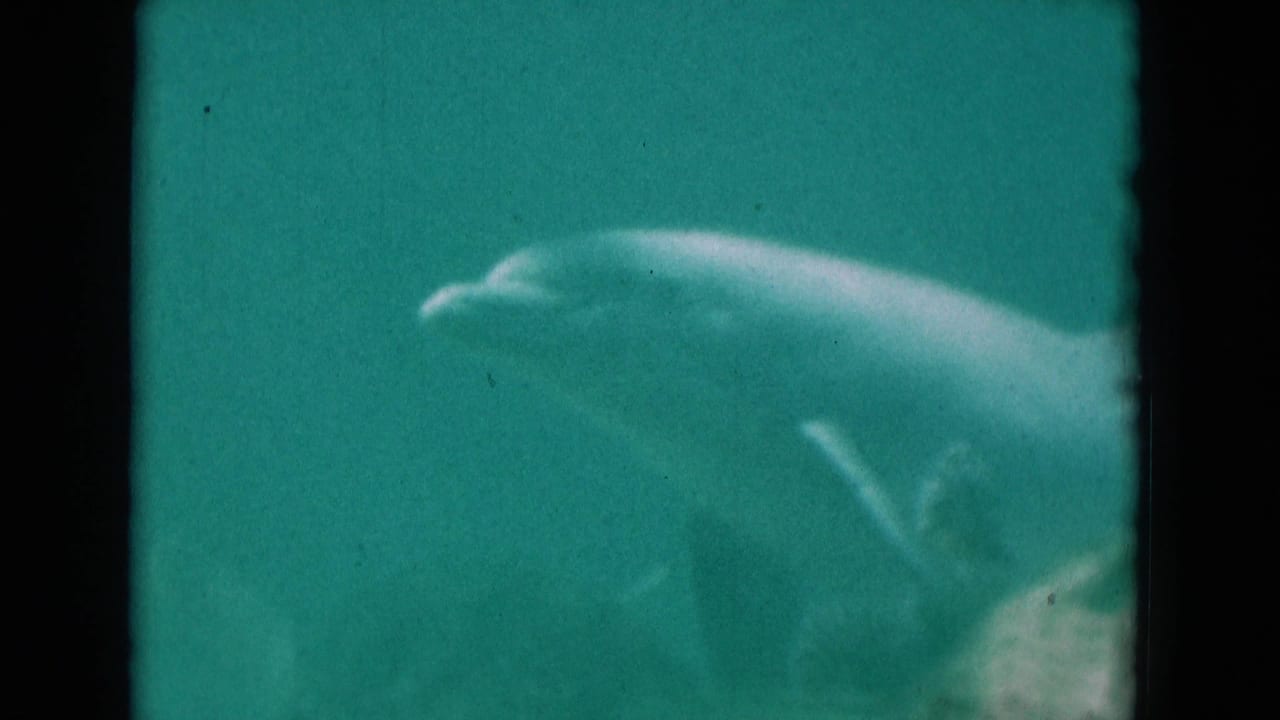 1975 Florida 8mm frame showing a dolphin moving through turquoise aquarium water with soft focus and visible film grain.