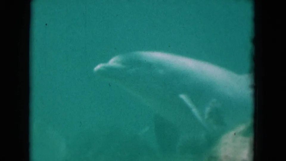 1975 Florida 8mm frame showing a dolphin moving through turquoise aquarium water with soft focus and visible film grain.